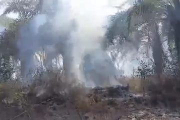 Coyah : la plantation de 10 hectares de Hadja Djenabou Bah, veuve incendiée à Doumbouya