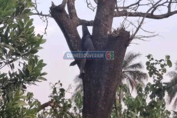 Kolon ( Boffa) : Abdoulaye Touré, la trentaine retrouvé mort sur un arbre dans sa plantation