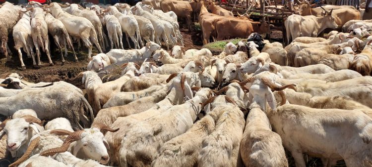 L’approche de chaque fête de l’Aïd El Kebir en République de Guinée, fait couler beaucoup de salives entre vendeurs de bétail et acheteurs dans les différents secteurs de la vie socio-économique.