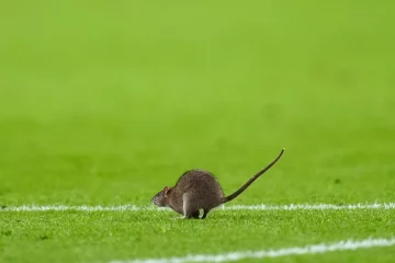 Insolite un rat interrompt le match Pays de Galles vs Belgique