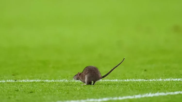Insolite un rat interrompt le match Pays de Galles vs Belgique