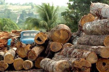Guinée: repos biologique forestier 2026